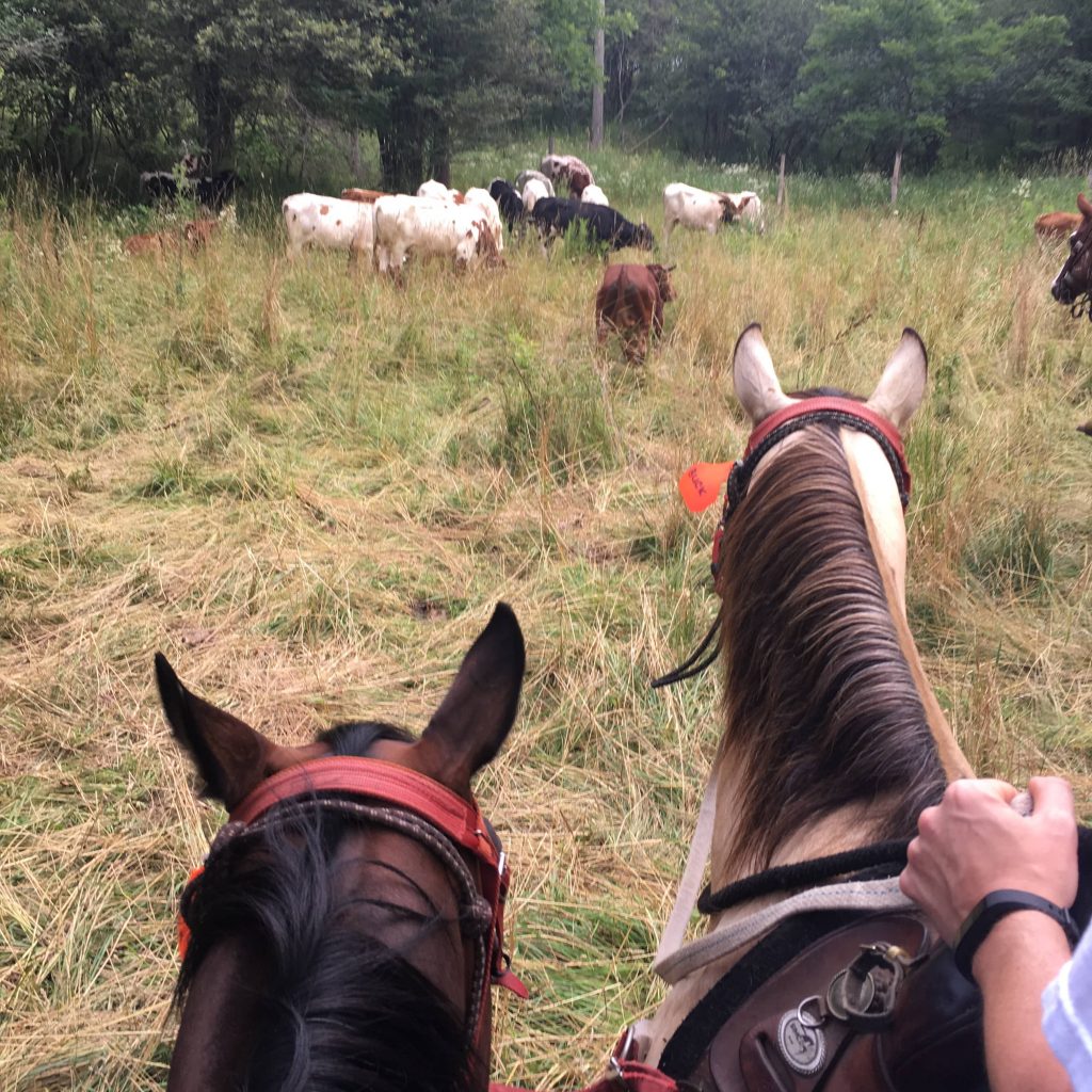 Texas Longhorn Ranch