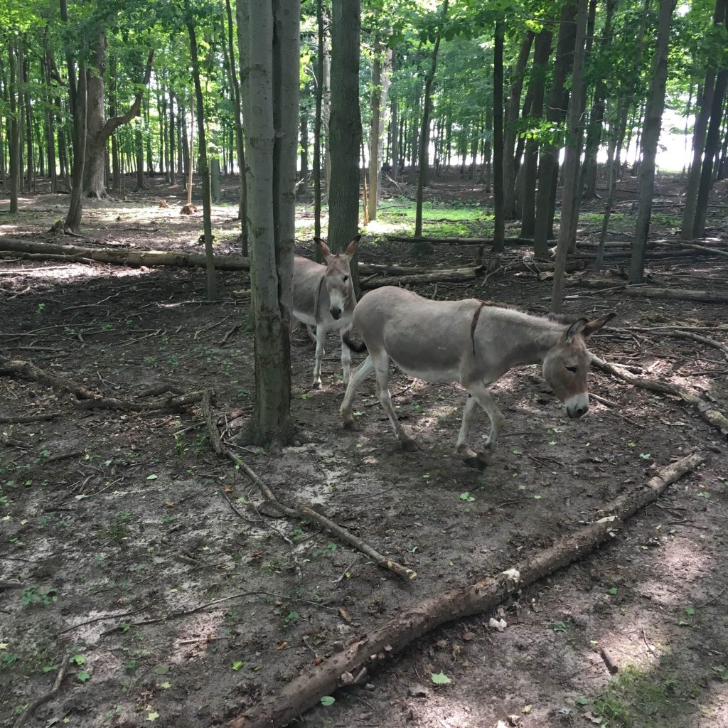 Texas Longhorn Ranch