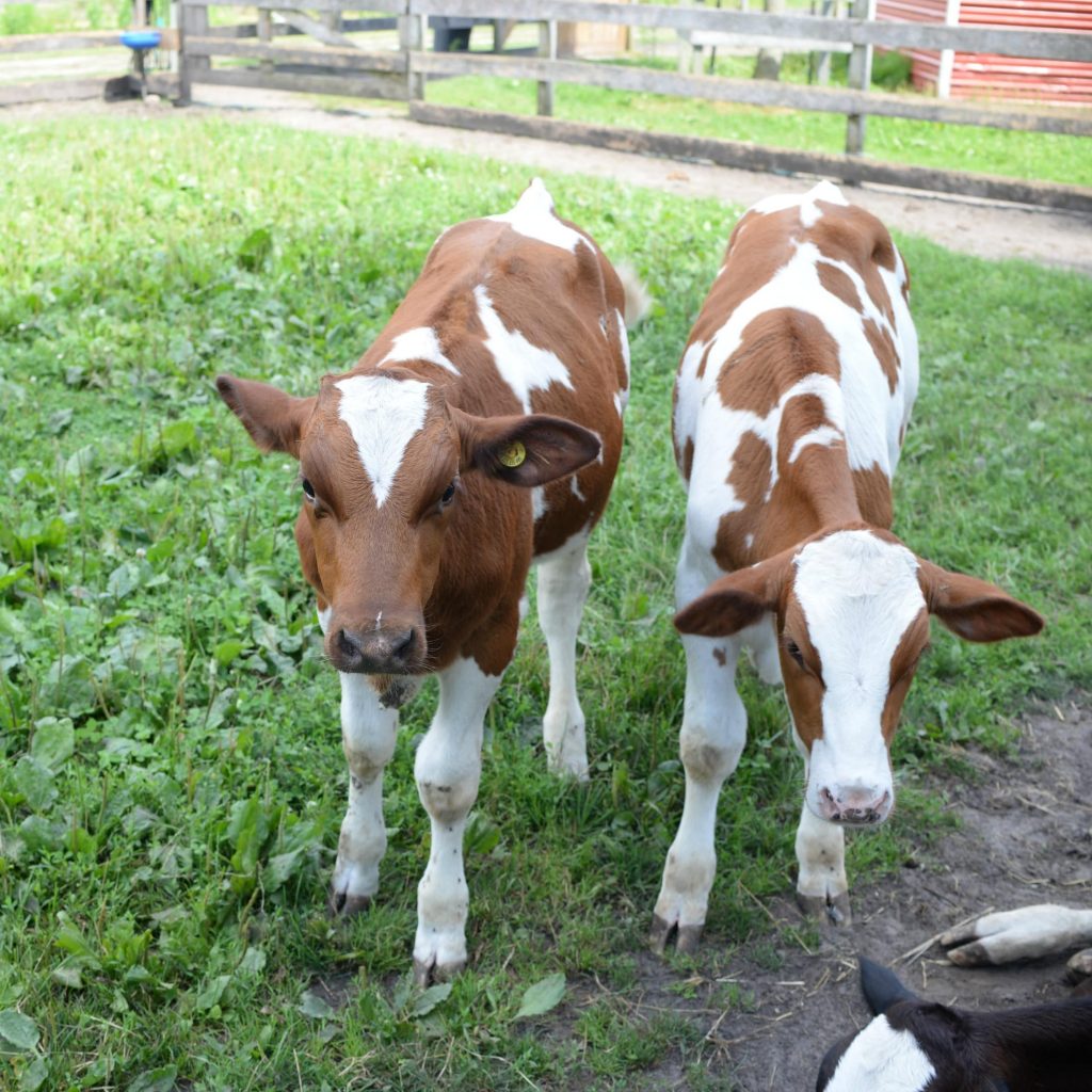 Kustermans Family Farm