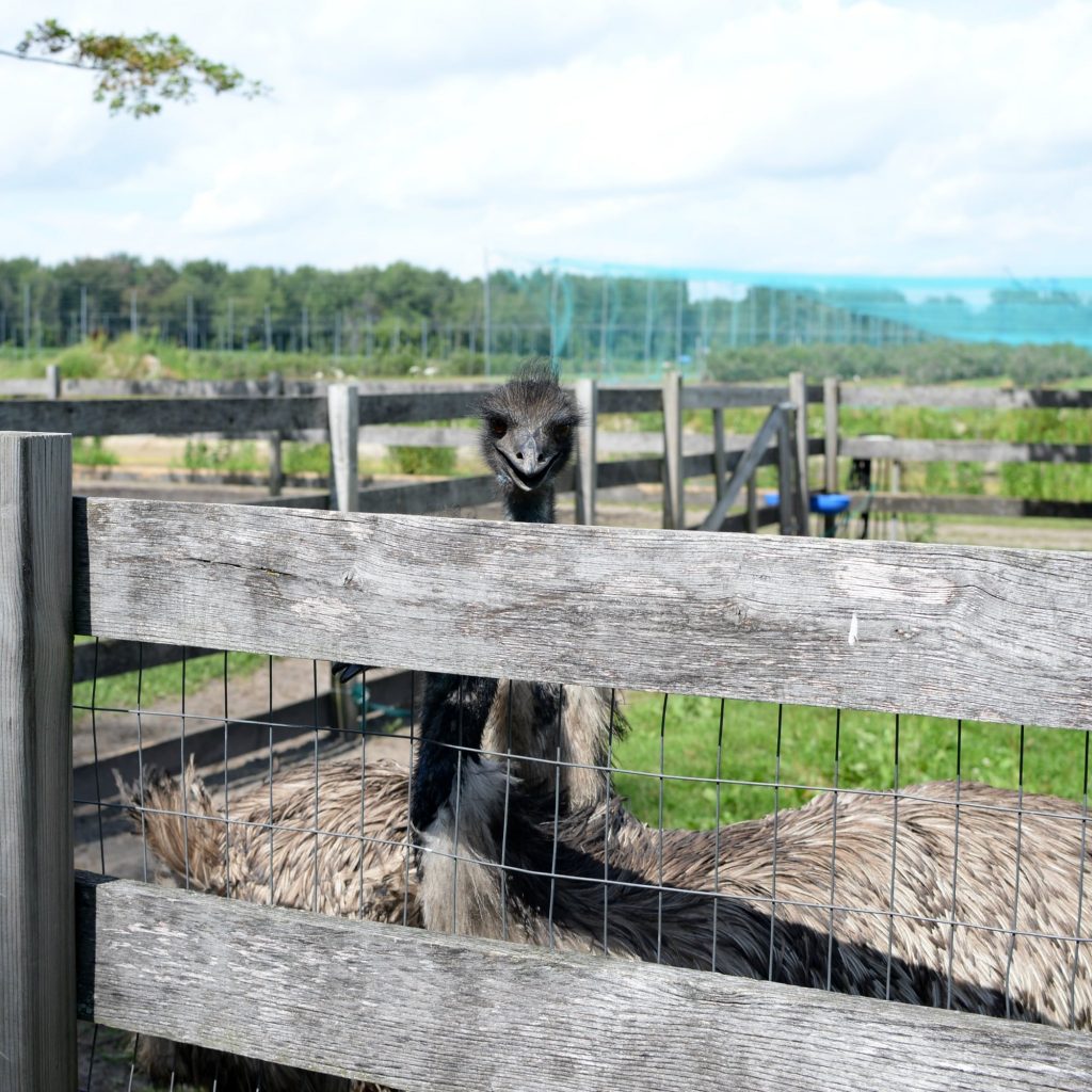 Kustermans Family Farm