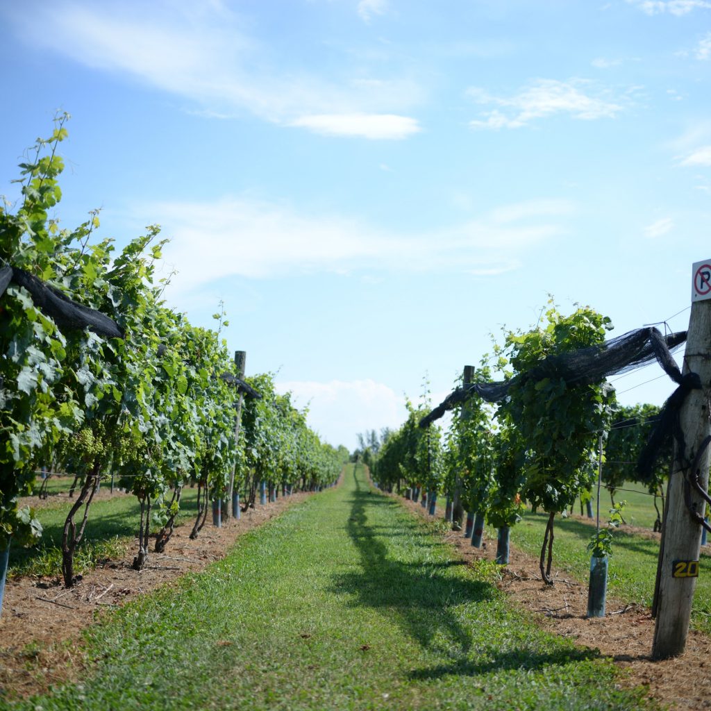 Quai du Vin Estate Winery