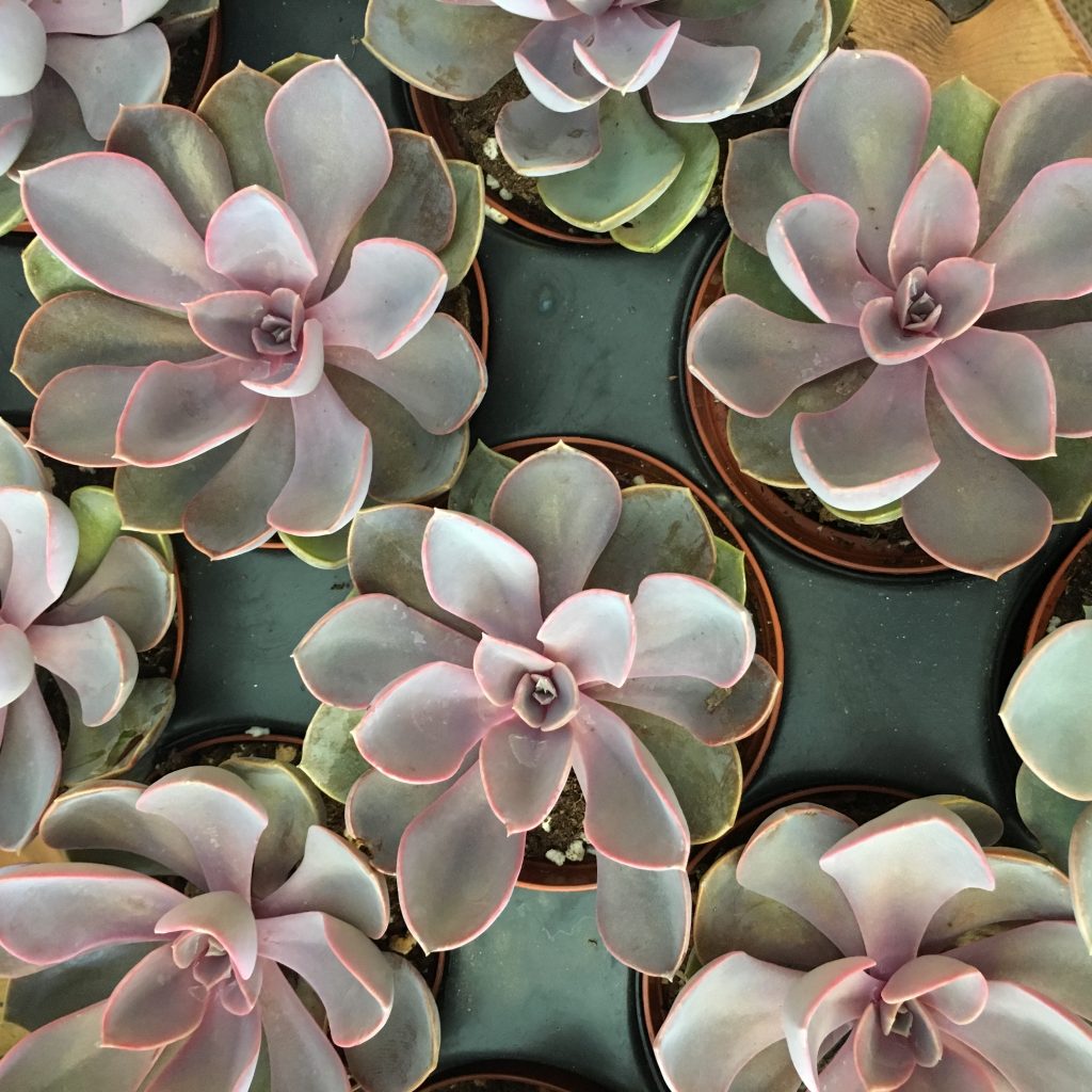 Succs on the Beach