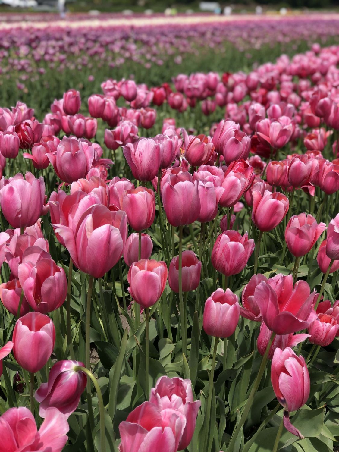 Abbotsford Tulip Festival