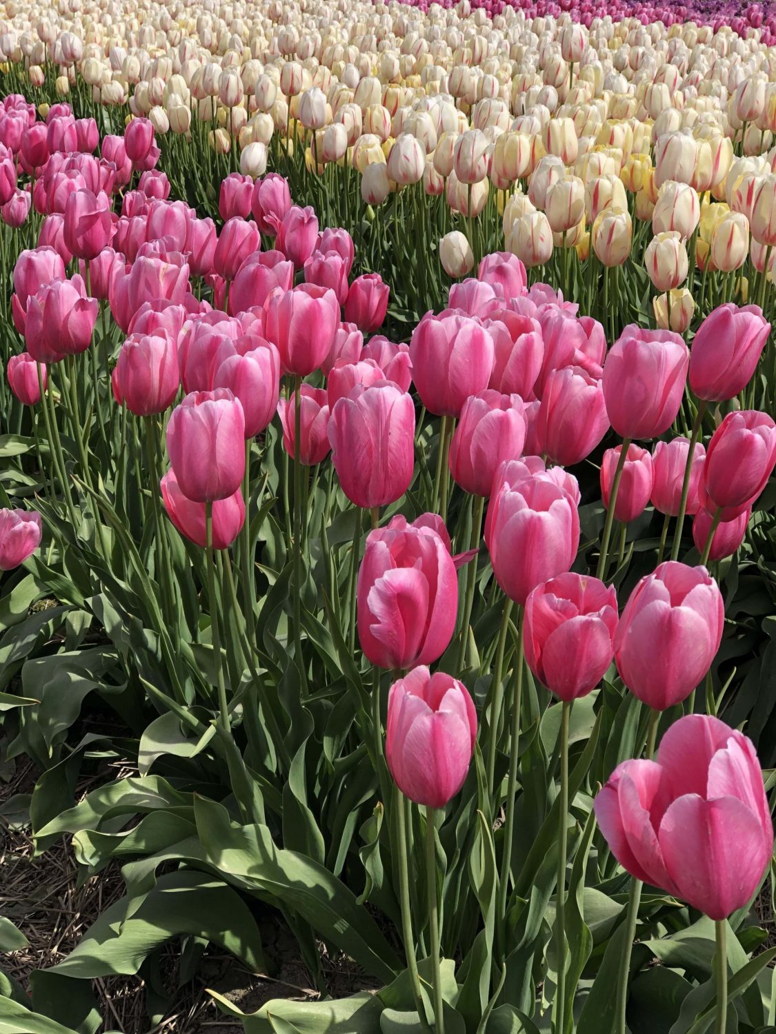 Abbotsford Tulip Festival