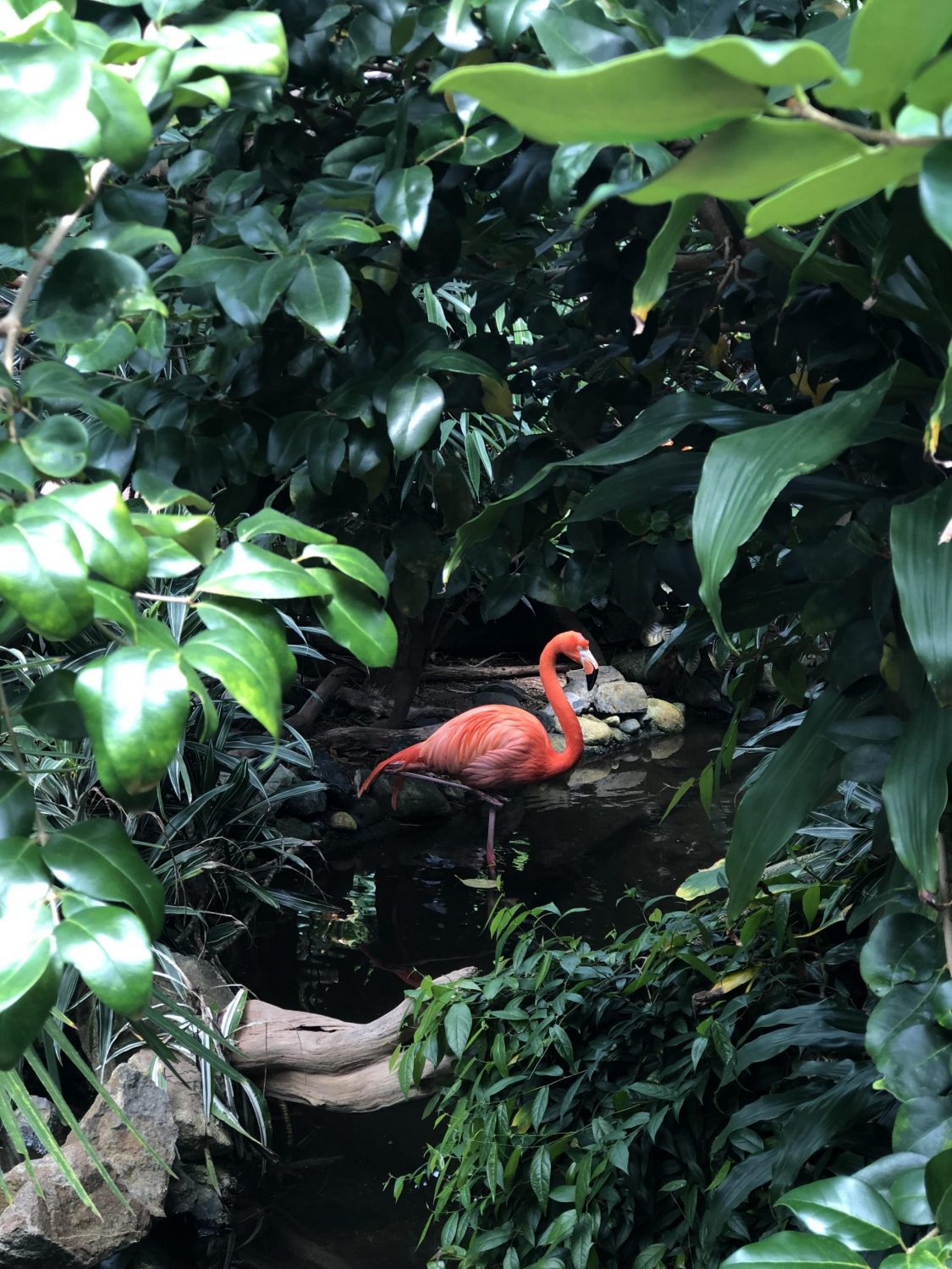 Victoria Butterfly Gardens