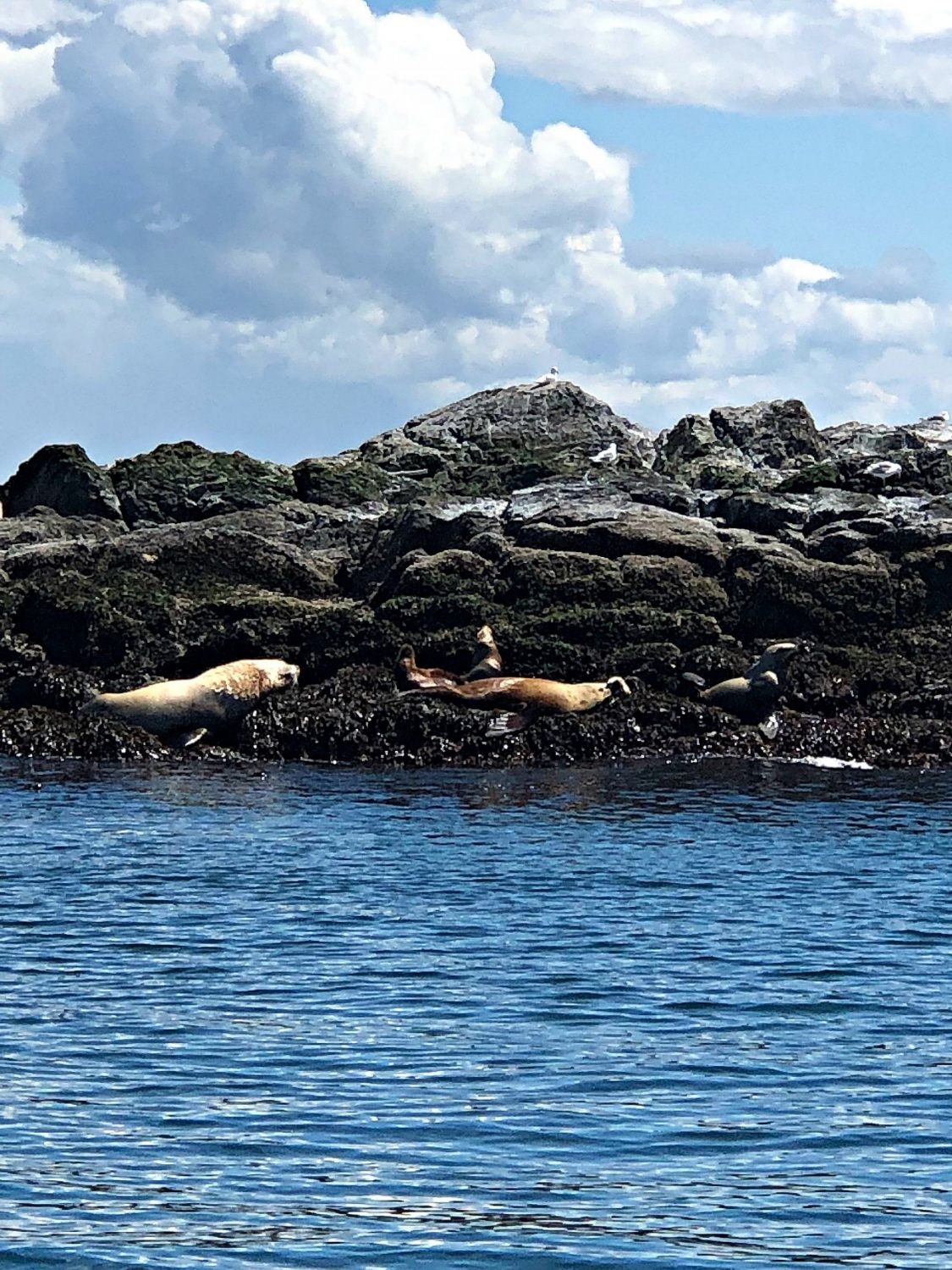 Eagle Wing Whale Watching