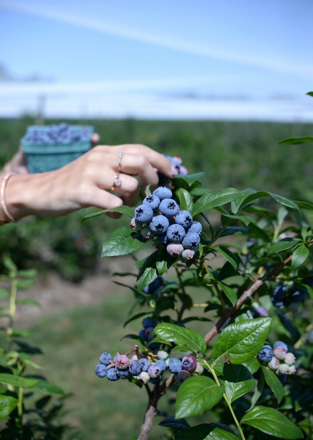 Berrylicious Fruit Farm