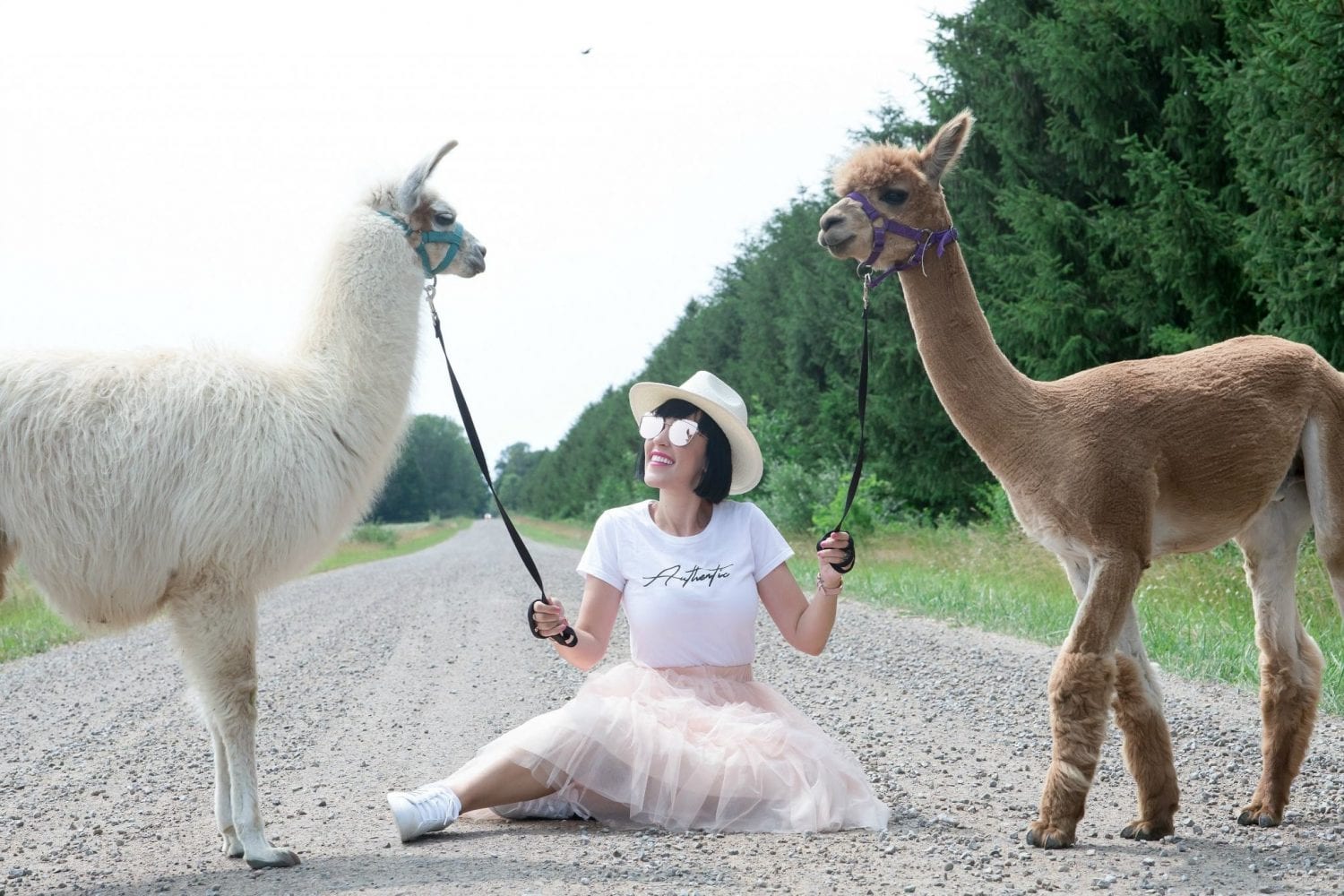 Sylvan Alpacas