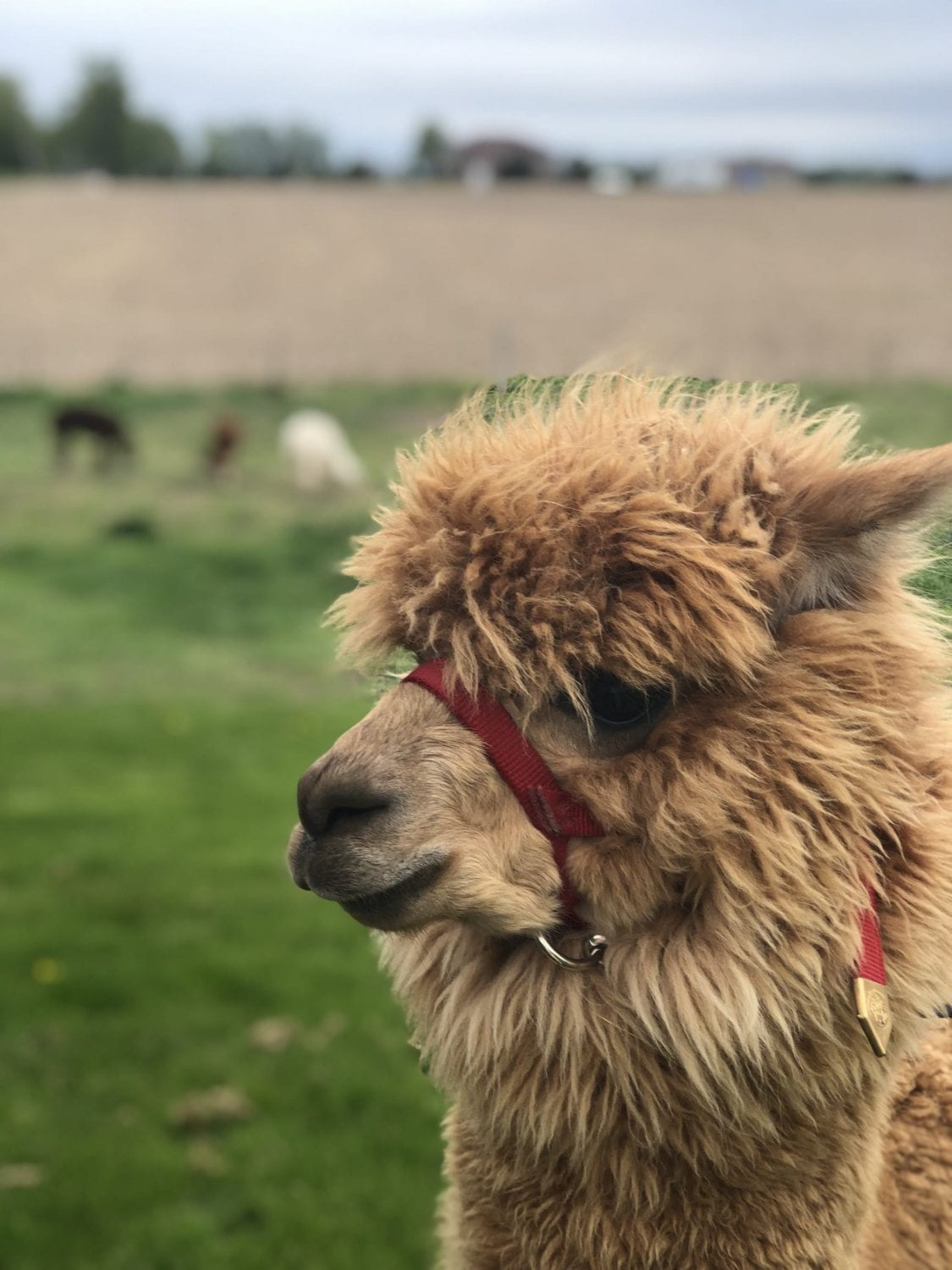 Sylvan Alpacas