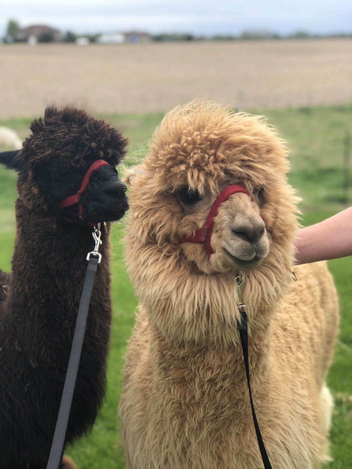 Sylvan Alpacas