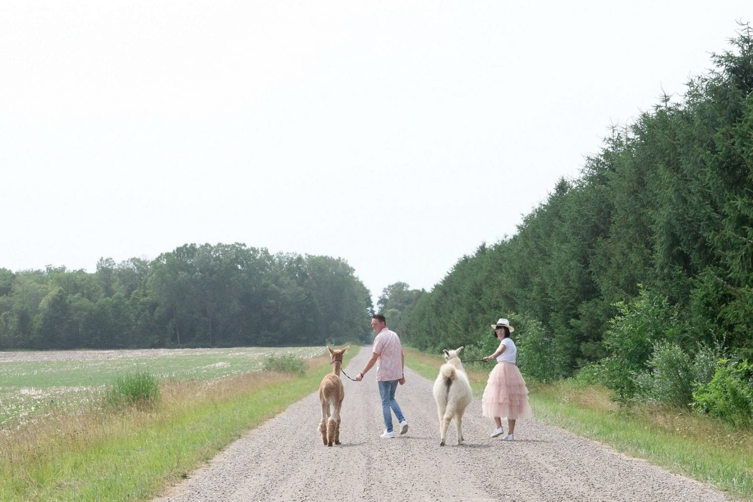 Sylvan Alpacas