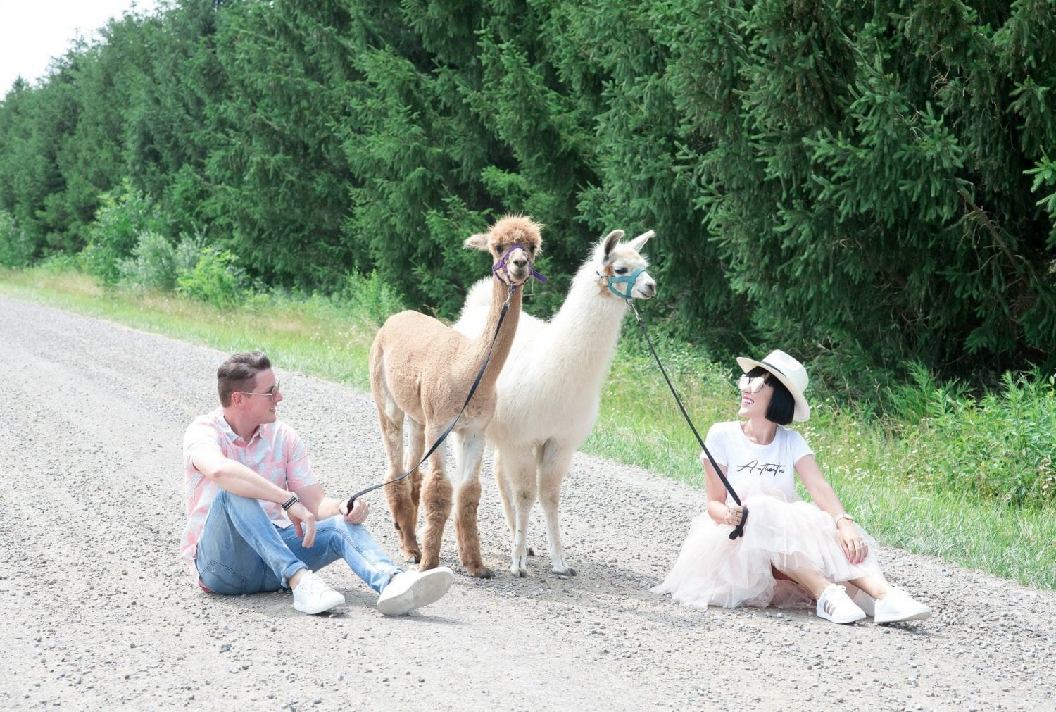 Sylvan Alpacas